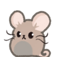 Rat